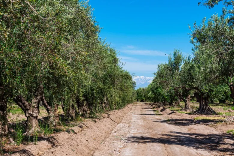 Cumbres y viñedos en Mendoza - Image 6