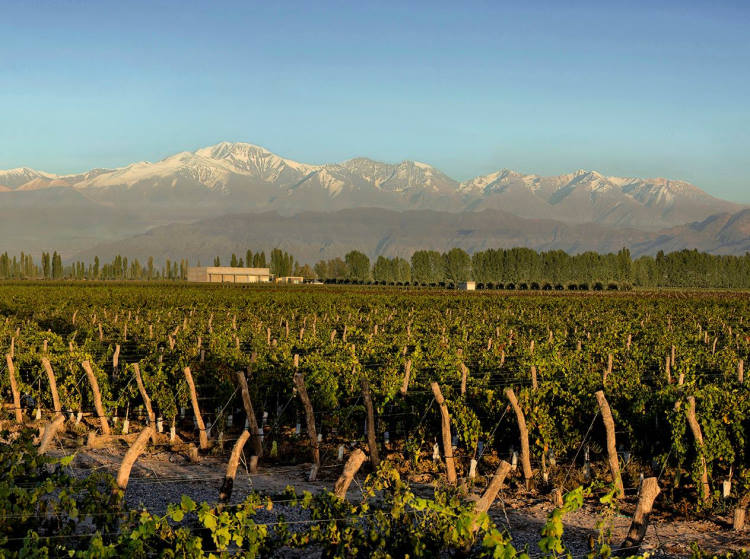 Cumbres y viñedos en Mendoza - Image 3